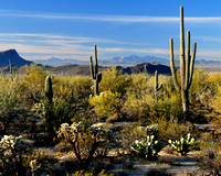 Desert Spring, Tucson, Arizona, USA, USA